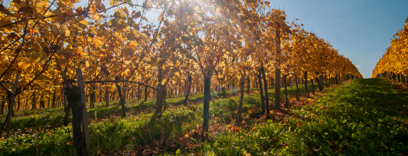 Jesen stiže ove godine 22. rujna u 20 sati i 19 minuta. Evo i pet vina za najljepše jesenje trenutke