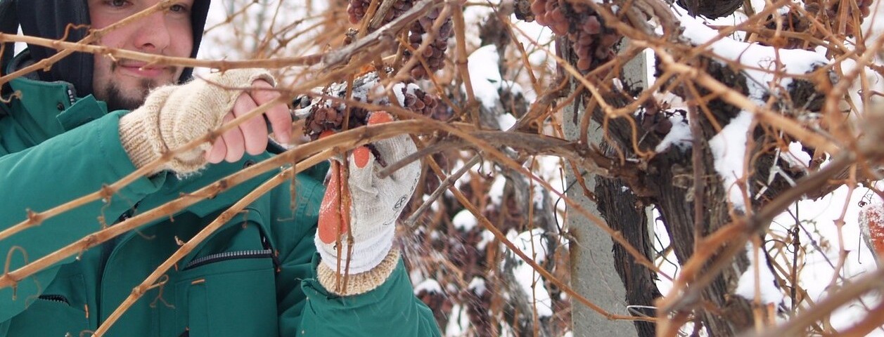 Nedjeljni vinski haiku: Ledena berba