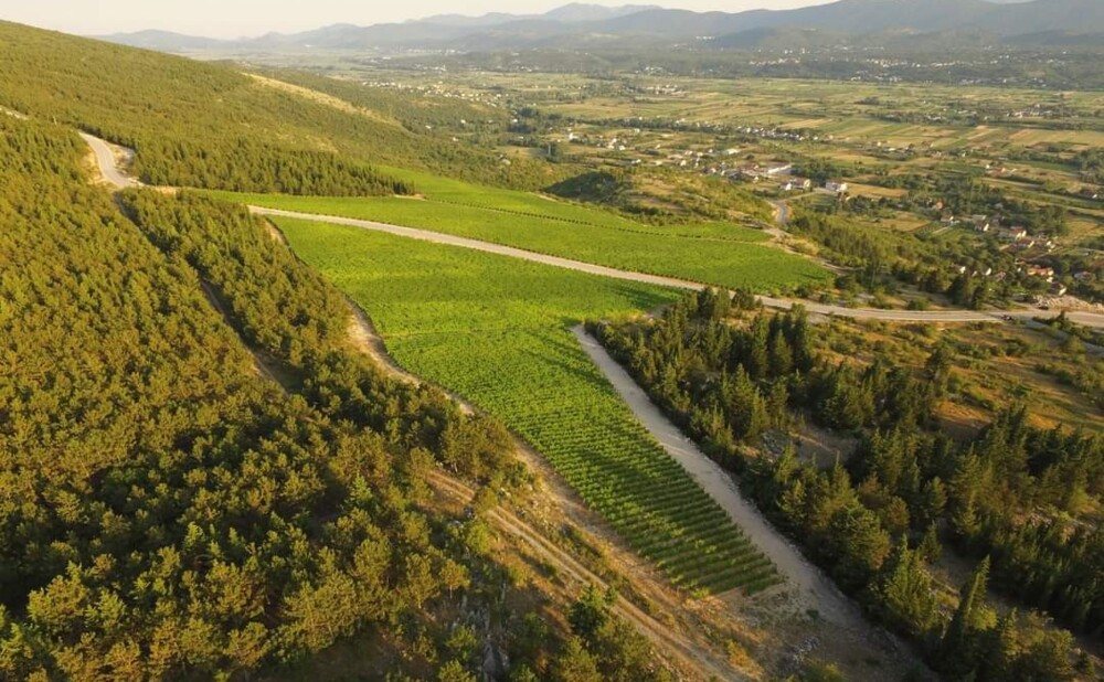 Vinogradi na Pelješcu uz pogled na more i kameniti dalmatinski krajolik.