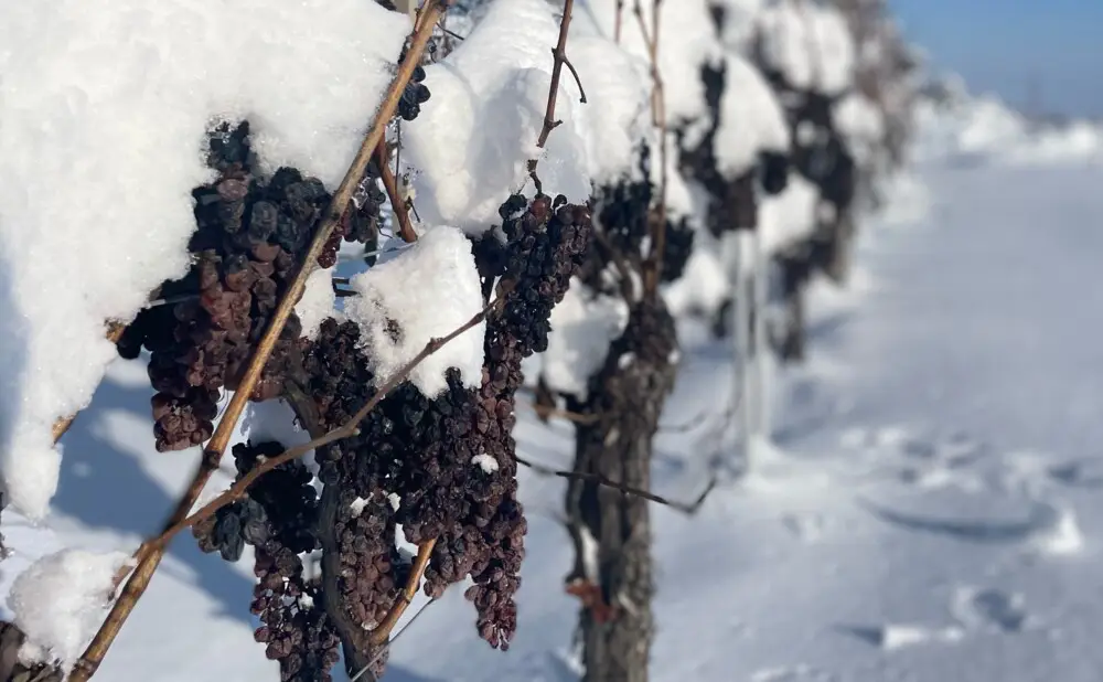 Ledena berba graševine vinarije Papak odvija se po snijegu i temperaturi od minus osam stupnjeva.