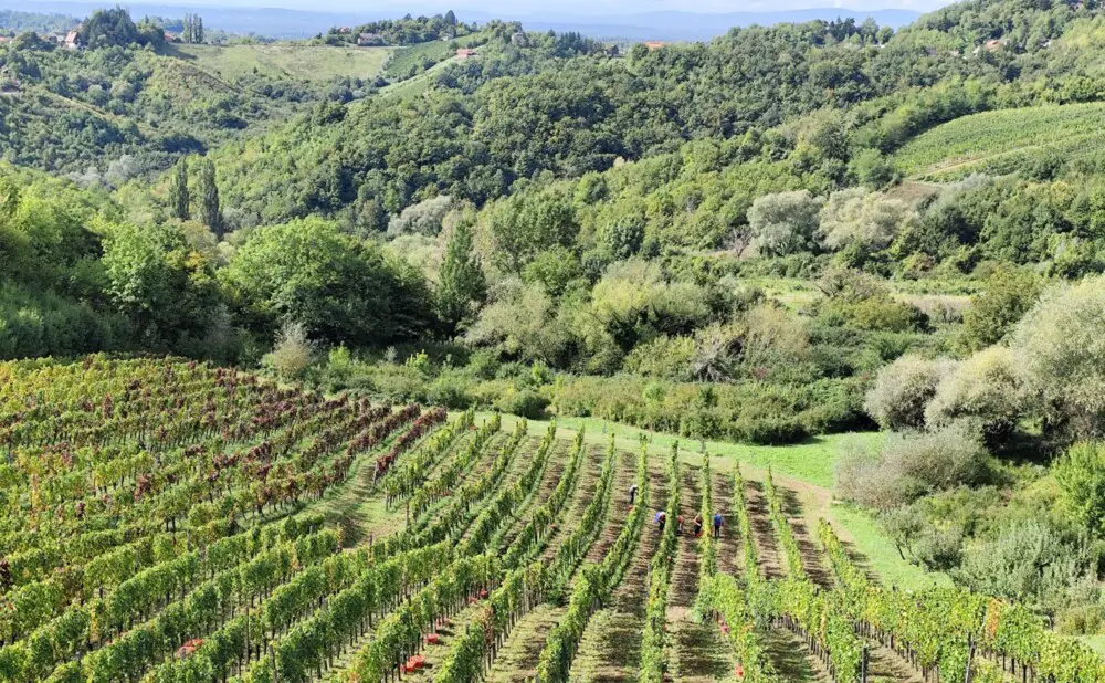 Berba traminca u vinogradima obitelji Jagunić u Plešivici tijekom vinske sezone 2025.
