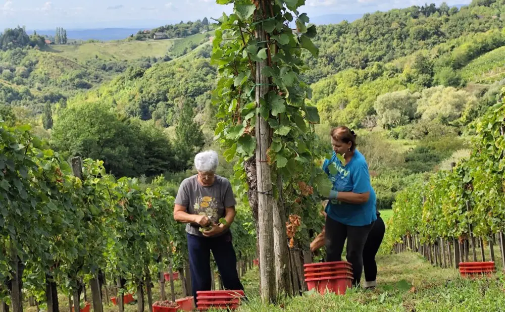 Grozdovi traminca ubrani u plešivičkim vinogradima vinarije Jagunić.