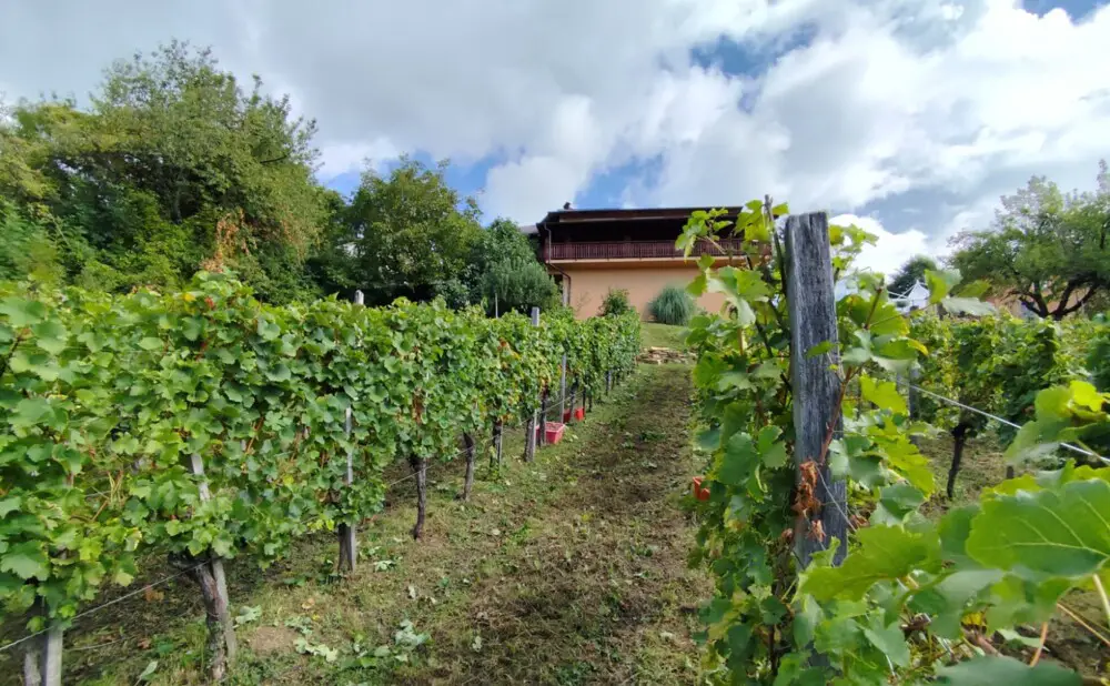 Domaći ručak i pjenušac nakon berbe traminca u obiteljskoj vinariji Jagunić.