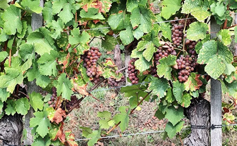 Vinogradi Plešivice tijekom berbe traminca u vinariji Jagunić.