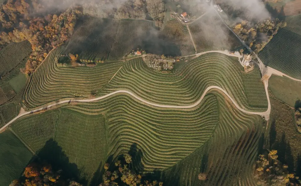 Vinogradi na Mađerkinom bregu, jednom od najpoznatijih vinskih lokaliteta u Međimurju.