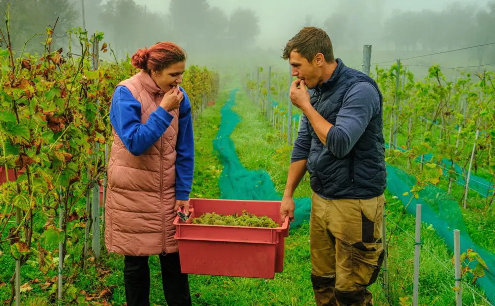 Tomislav i Maja Antunović u vinogradu solarisa na Debelom Brdu pokraj Korenice.