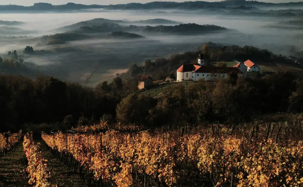 Detalj vinskog krajolika i vinograda prijavljen na 5. Nacionalni natječaj za hrvatsku vinsku fotografiju.