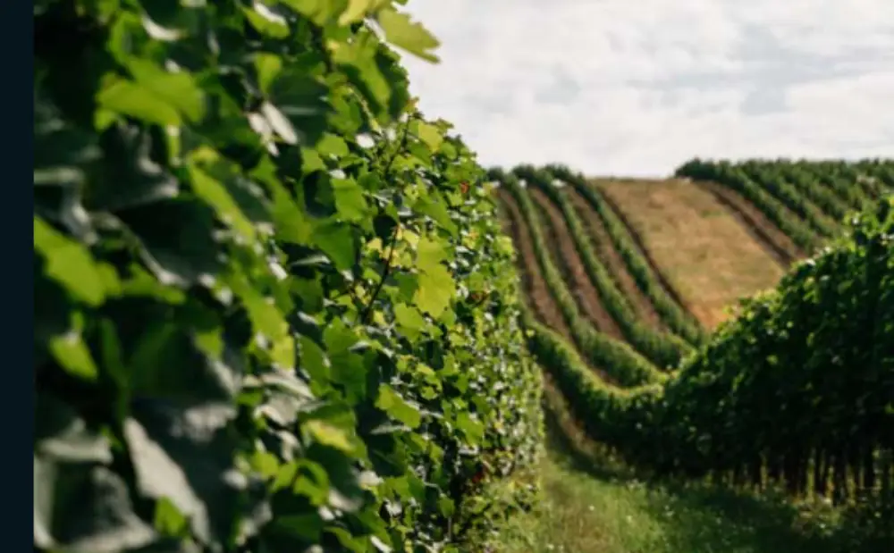 Kušanje austrijskih vina iz Gradišća tijekom događanja Austrian Wine Meets Croatia 2026. u Zagrebu.