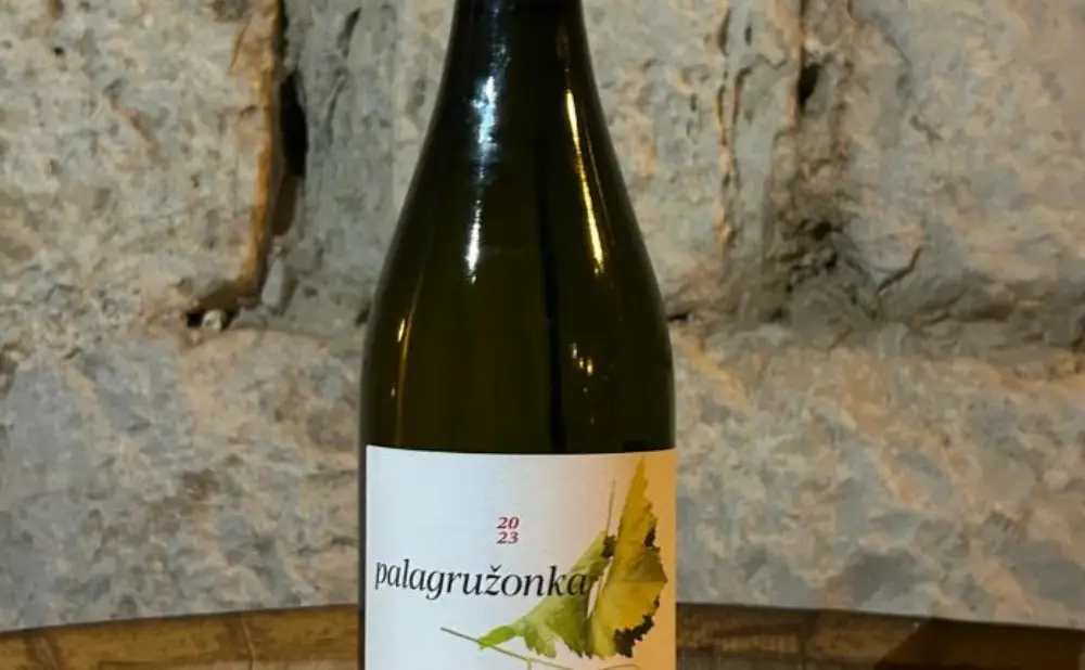 The Palagružanka vineyard near Komiža, raised from budwood of the last vine on Palagruža.