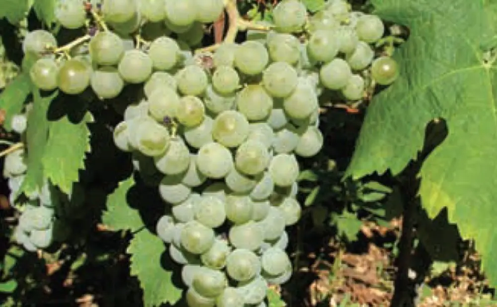 The Ivčević family revives the almost forgotten Palagružanka variety on the island of Vis.