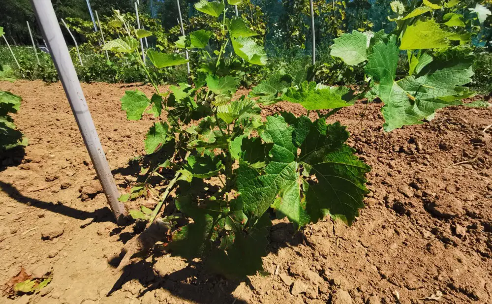 Solaris 2023. iz Like predstavljen kao svježe vino od PIWI sorte s izraženim cvjetnim aromama.