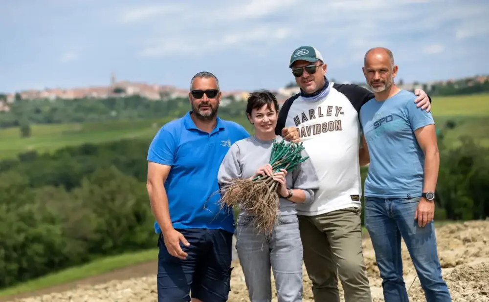 Novi vinogradi vinarije Bastian posađeni na mikrolokaciji Bracanija u Istri s pogledom na more i Alpe.