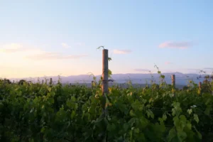 Zašto je Bora jedna od najoriginalnijih hrvatskih vinarija?