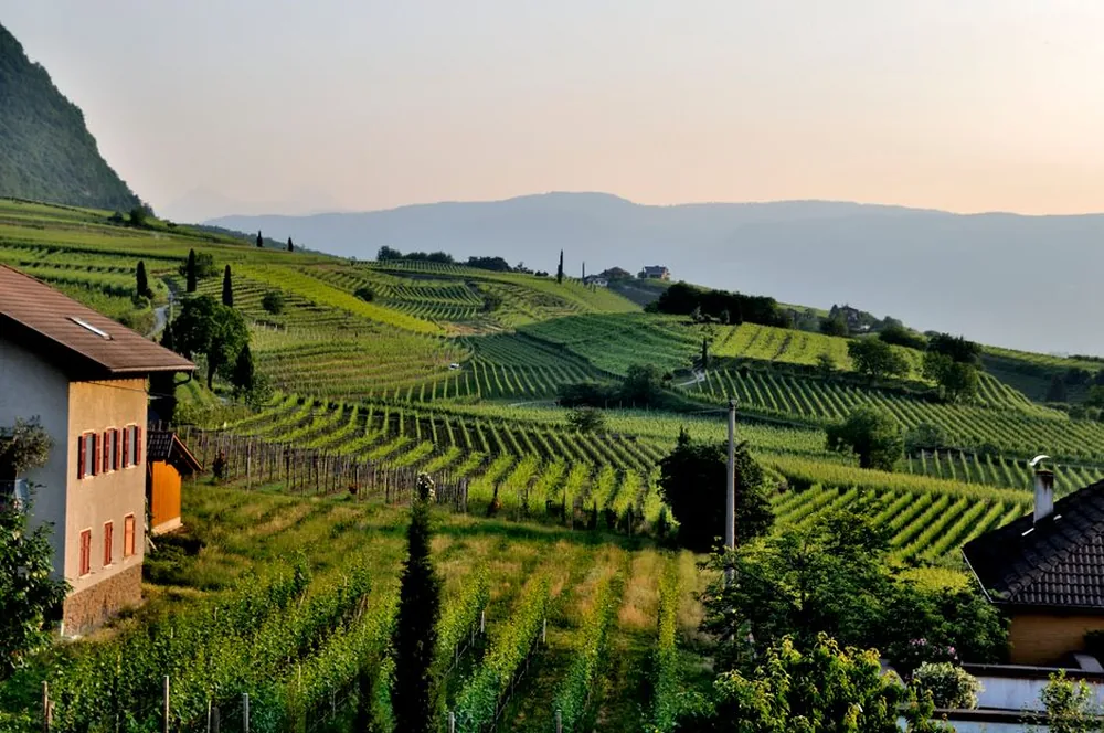 Vinogradi na obroncima kontinentalne Hrvatske u ljetno predvečerje