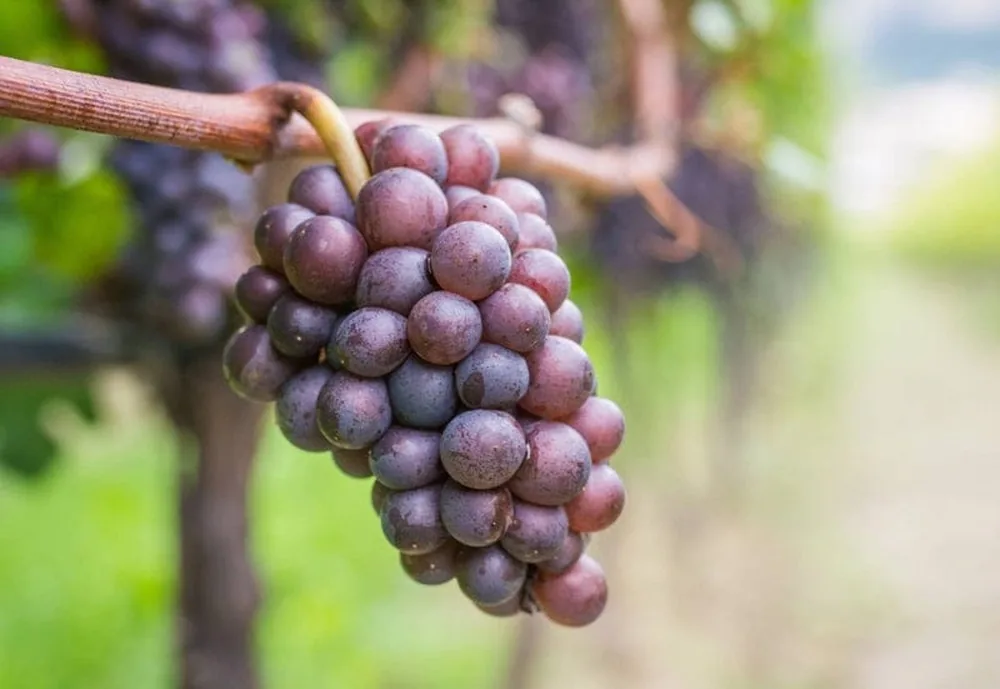 Grozd zrelog sivog pinota u vinogradu