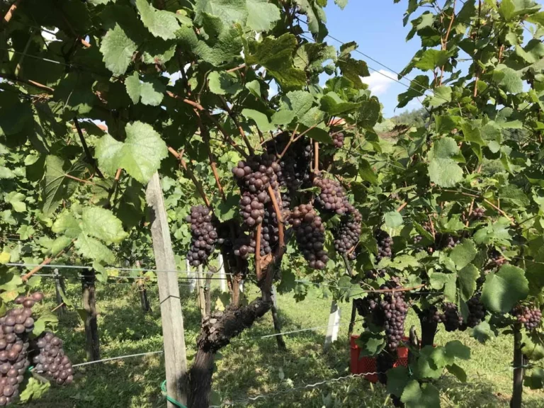 Grozdovi sivog pinota (pinot gris) ružičasto-sive boje na trsu u vinogradu
