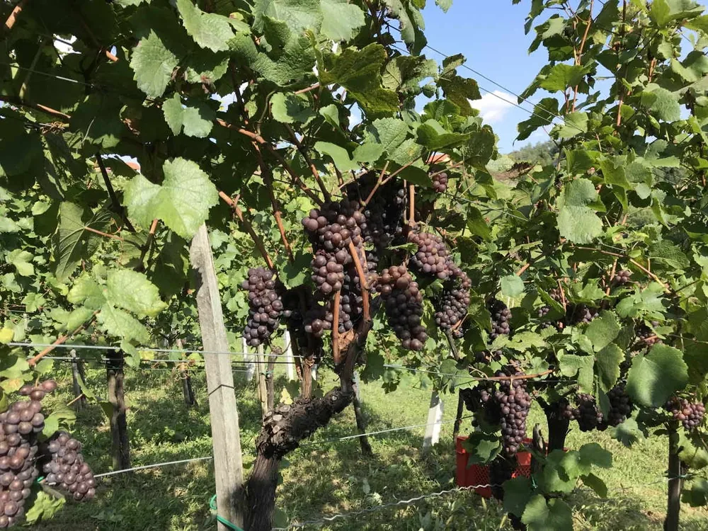 Grozdovi sivog pinota (pinot gris) ružičasto-sive boje na trsu u vinogradu