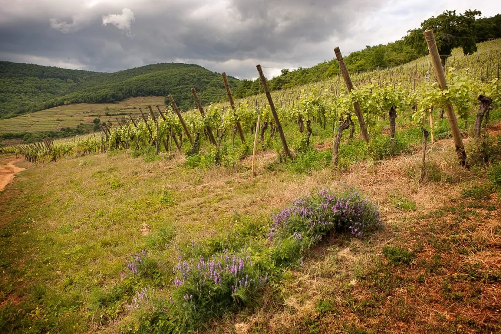 Vinogradi u Alsaceu, referentnoj svjetskoj regiji za pinot gris