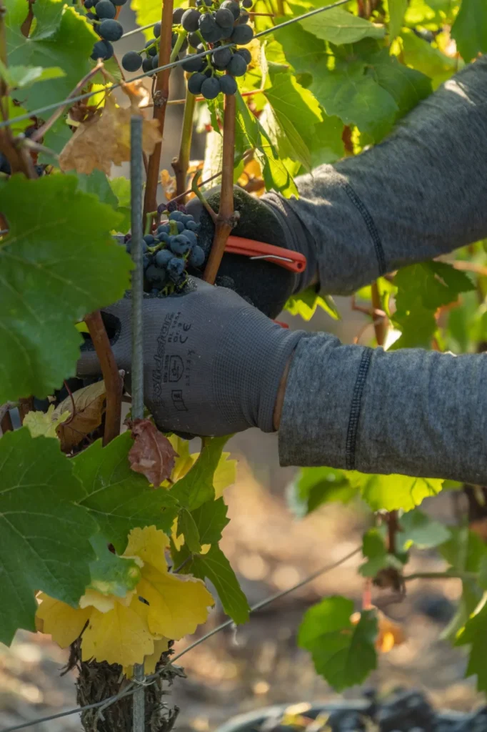 Berba grožđa u vinogradu