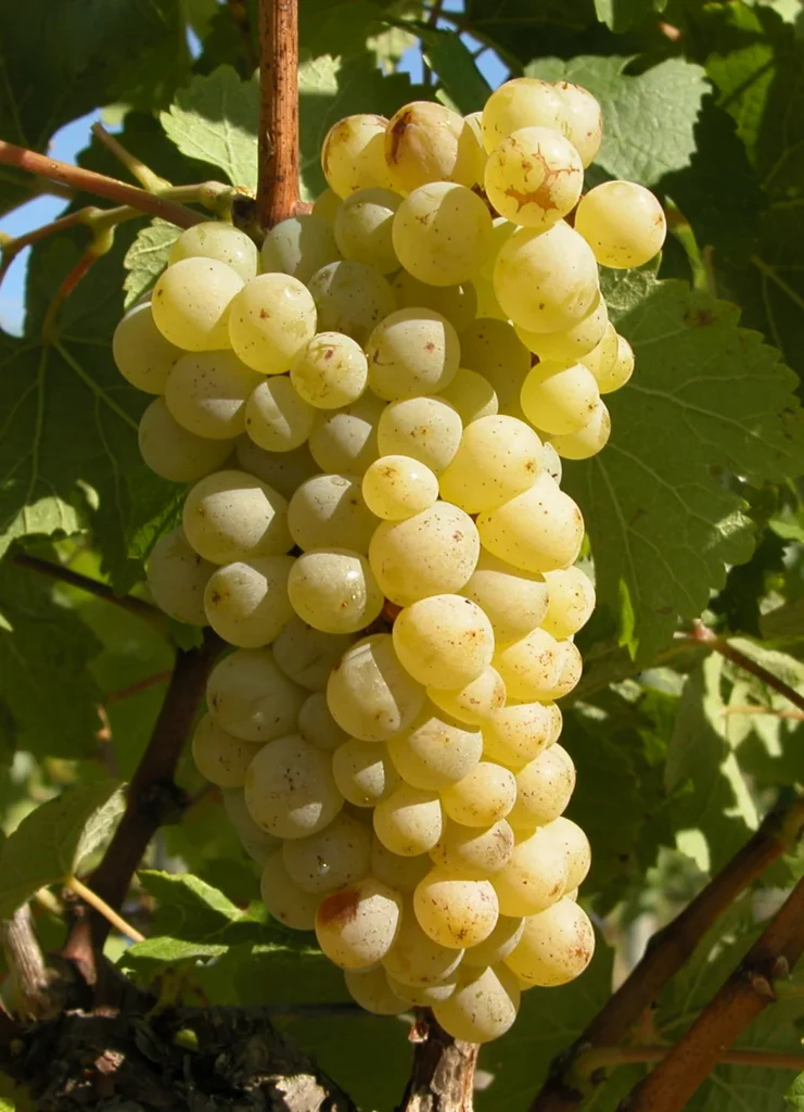 Grozd Chenin Blanca na trsu
