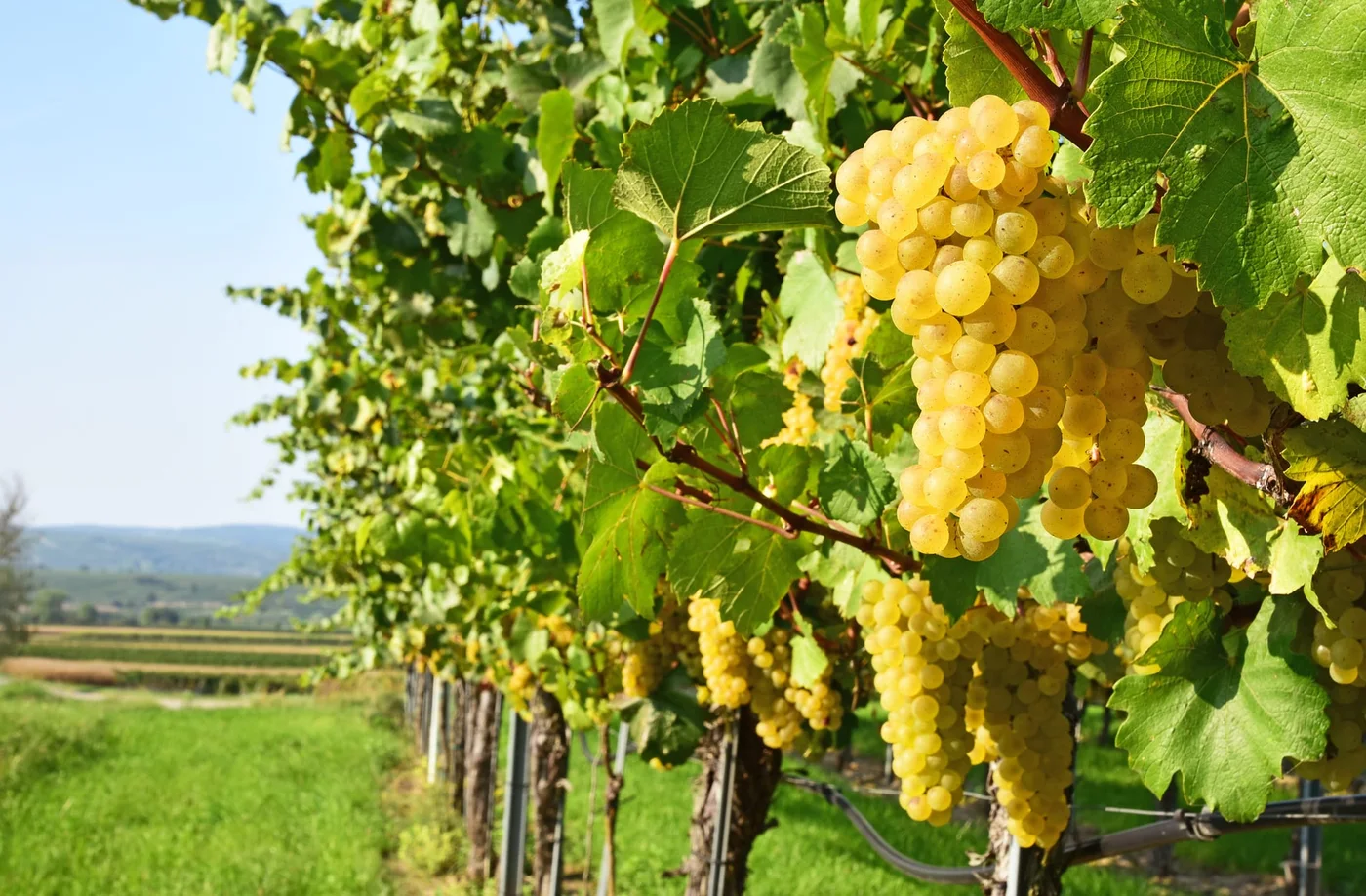 Grožđe Grüner Veltlinera u vinogradu