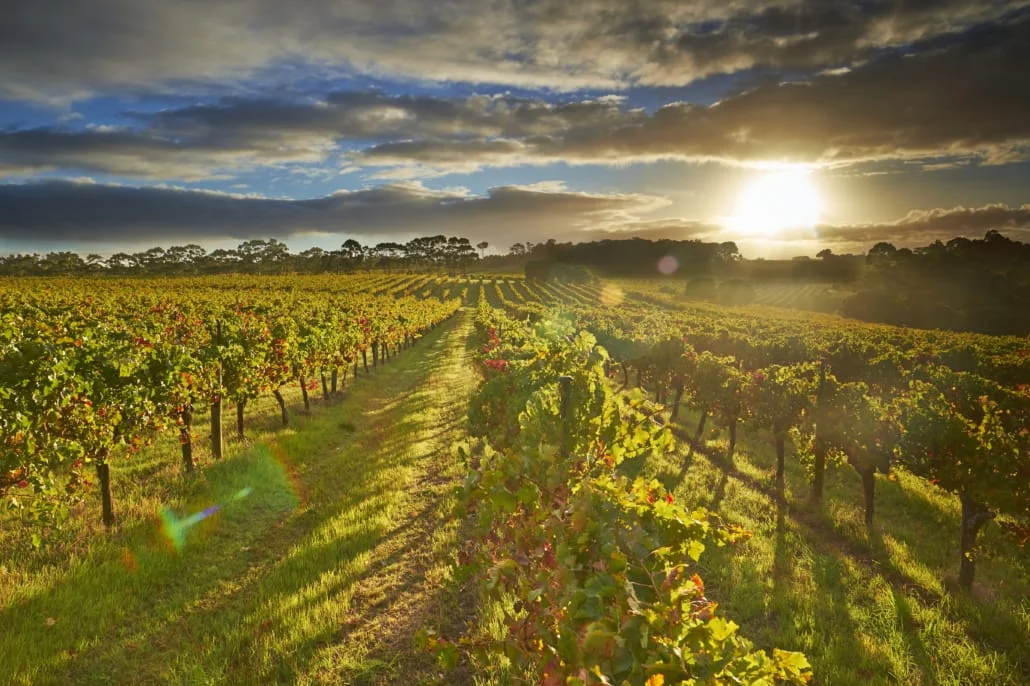 Vinogradi Margaret Rivera u izlazak sunca