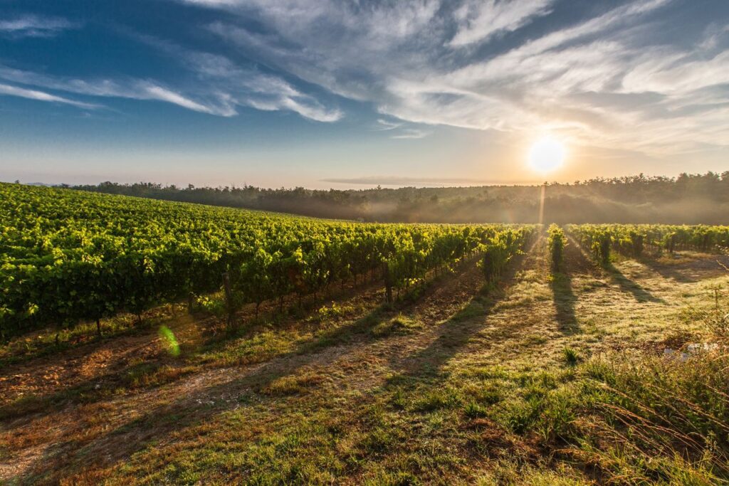 Vinograd u suton