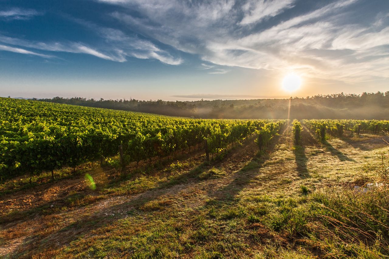 Željko Andabak: Klimatske promjene i njihov utjecaj na vinogradarstvo i vinarstvo