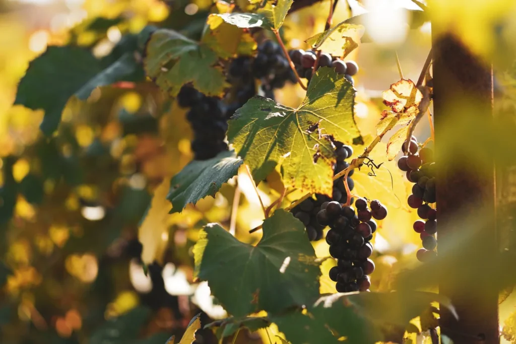 Grožđe u vinogradu obasjano suncem
