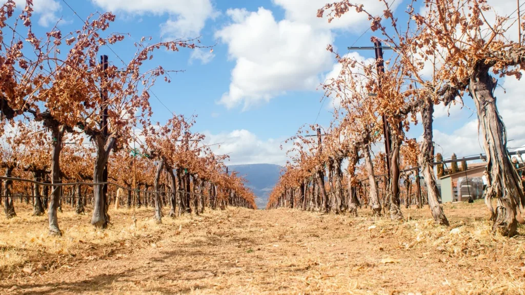 Vinograd sa suhim trsovima pod vedrim nebom