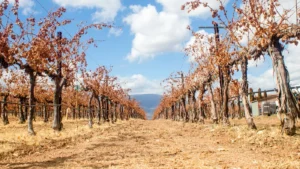 Vinograd sa suhim trsovima pod vedrim nebom