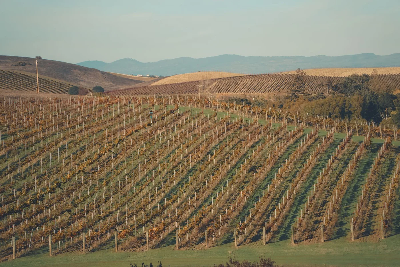 Vinogradi u kalifornijskoj dolini Napa