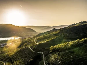 Terasasti vinogradi Wachaua iznad Dunava