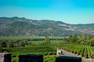 Redovi trsova u vinogradu u dolini Napa u Kaliforniji