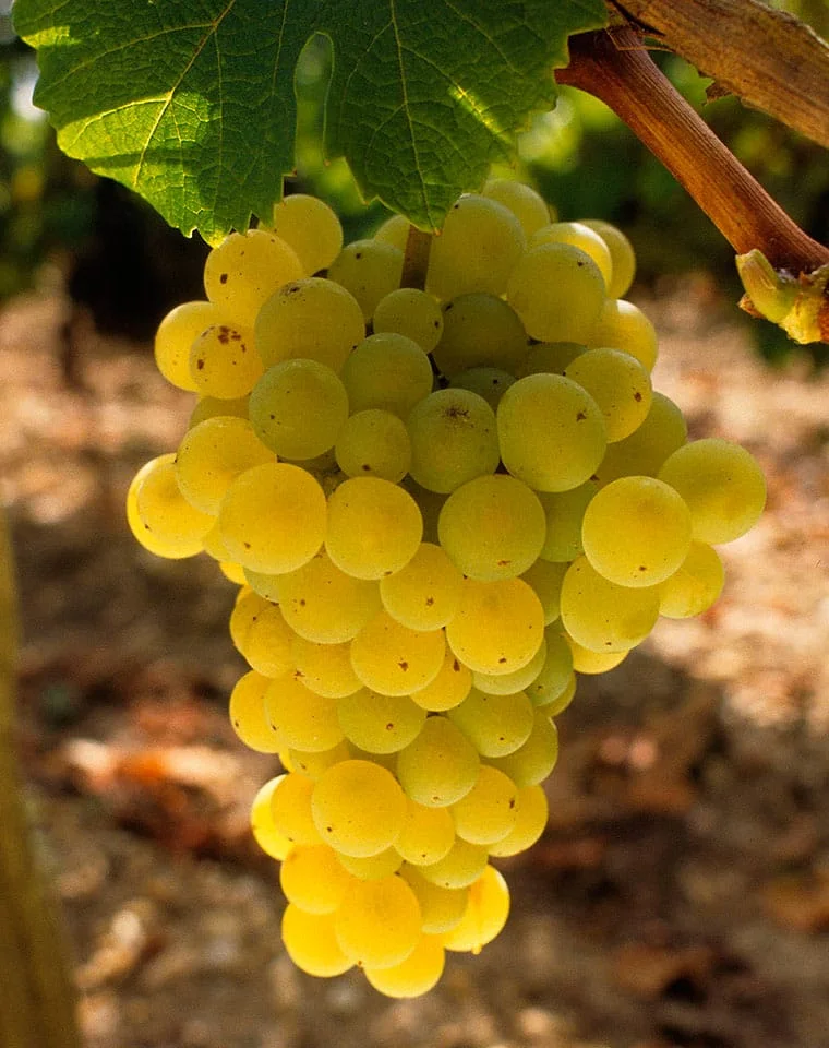 Grozd sauvignona blanca