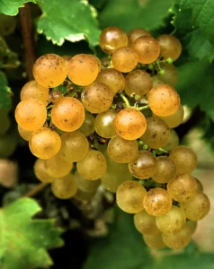 Grozd sorte semillon