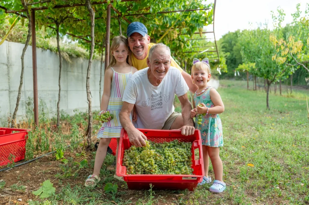 Obitelj Licul, Vina Fuhtar, Nedešćina