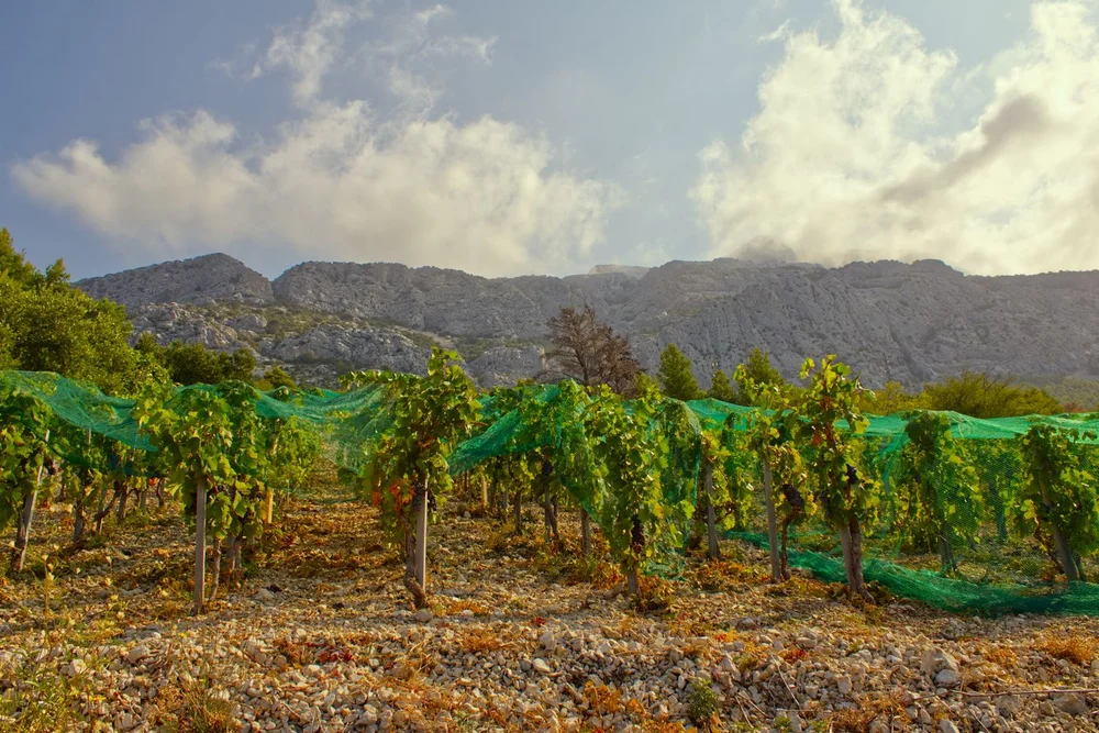 Vineyard on the slopes of Bregovita Hrvatska with a mountain in the background