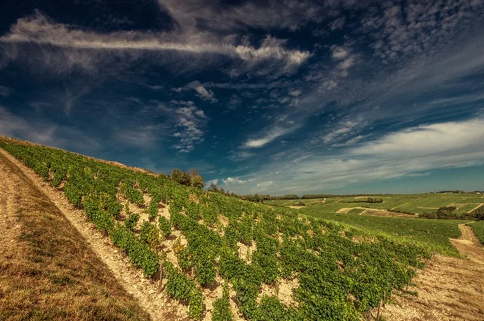Redovi vinograda pod vedrim nebom