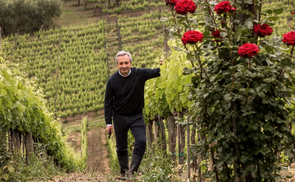 Vinogradar među trsovima uz grm ruža na kraju reda