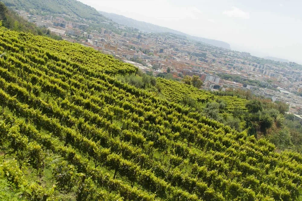 Terasasti vinogradi iznad naselja na obali Kampanije