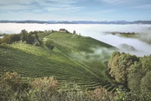 Vinogradi Južne Štajerske u jutarnjoj magli