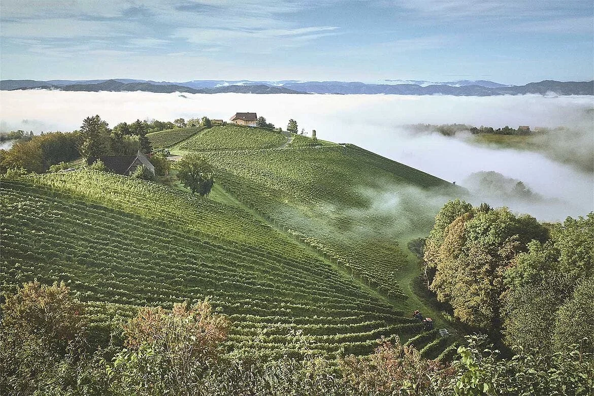 Krešimir Kožić: Paradoks Sauvignon Blanca – kako je divlja sorta postala globalni fenomen