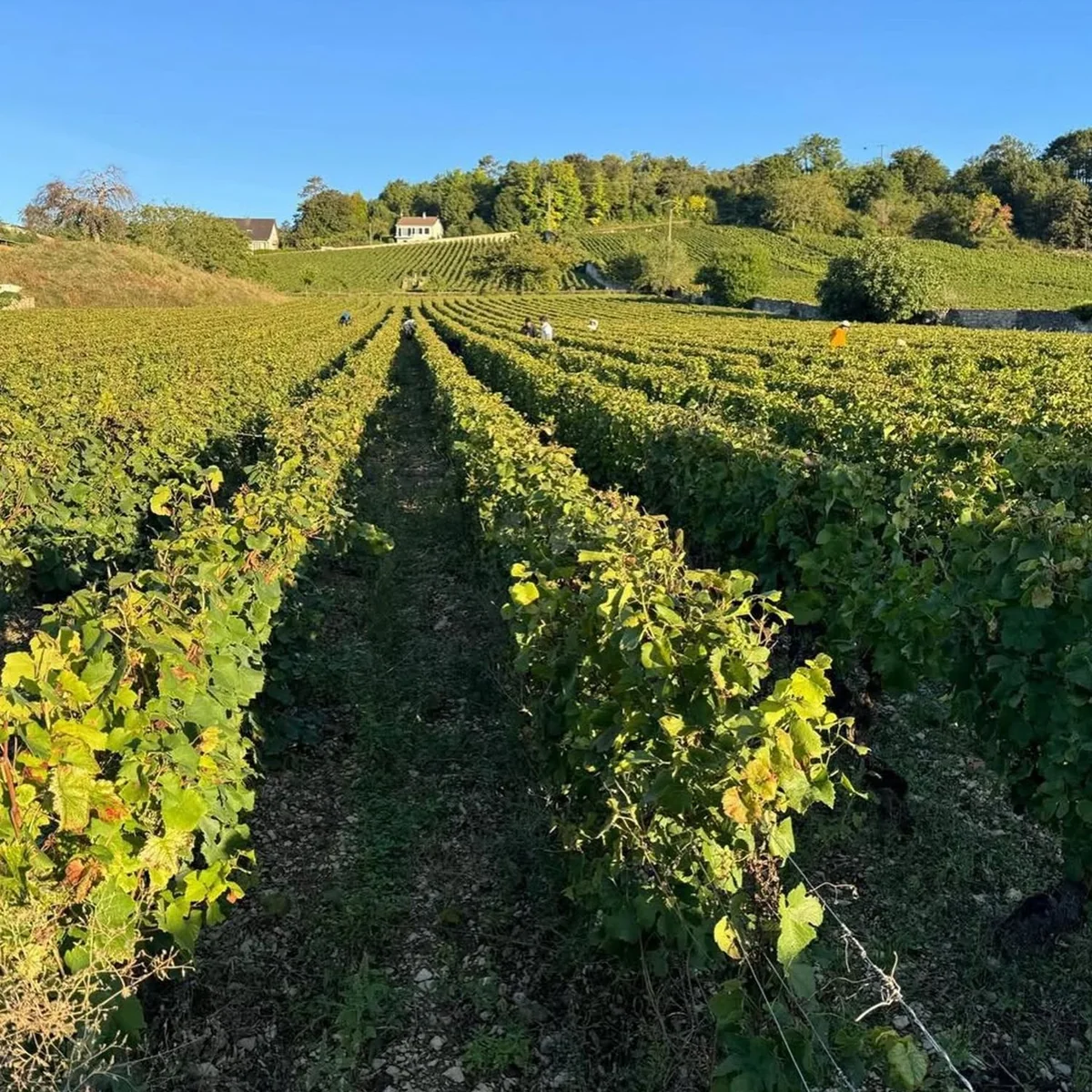 Berba u vinogradu crnog pinota