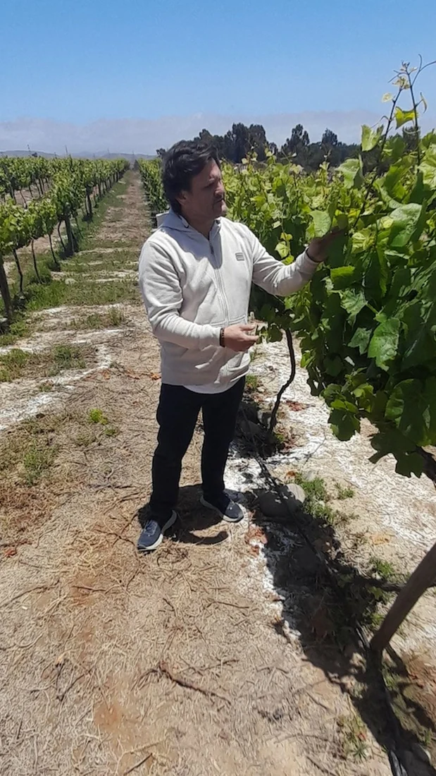 Pregled trsa u vinogradu na rubu Atacame